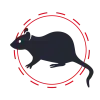 Dératisation des nuisibles comme les rats à Namur.png Dératisation des nuisibles comme les rats à Namur