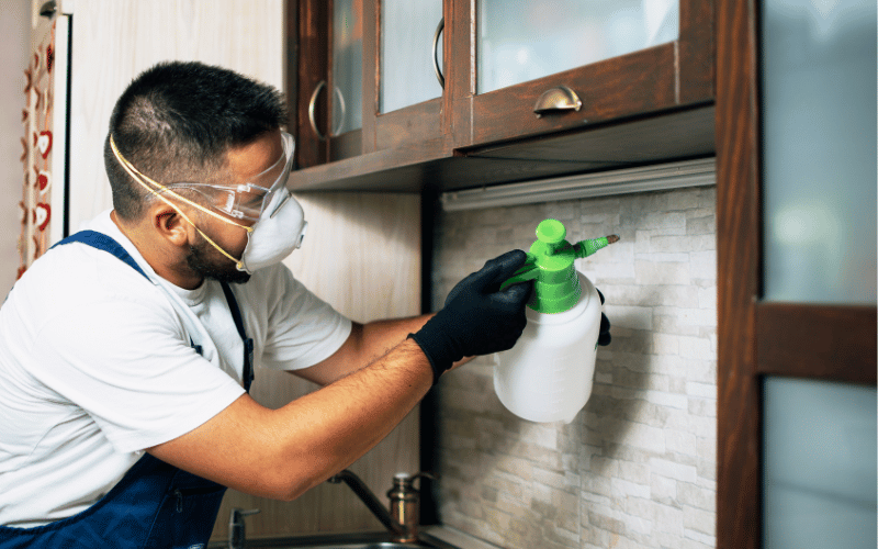 Solutions contre les nuisibles pour particuliers à Namur Solutions contre les nuisibles pour particuliers à Namur